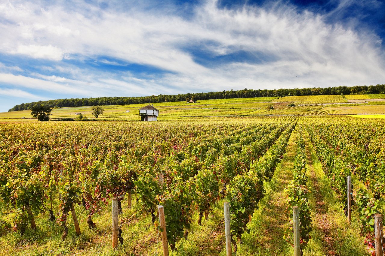 Au pied de la colline de Corton