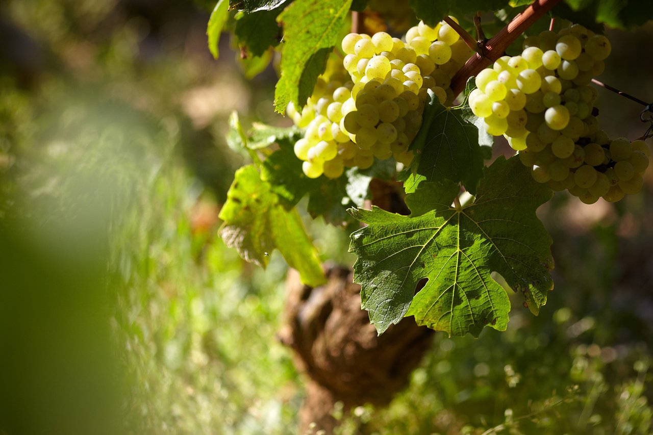 Pureté d'expression du Chardonnay