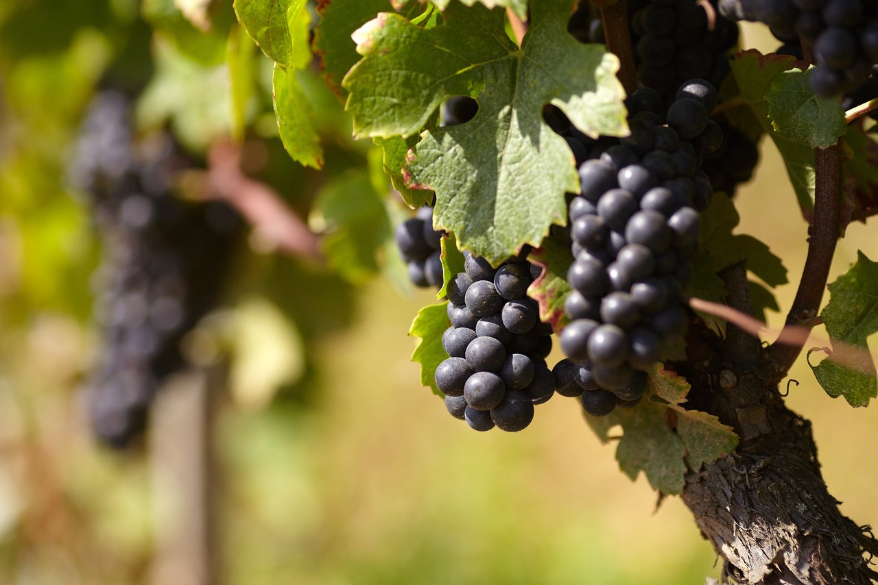 Vigne en pinot noir