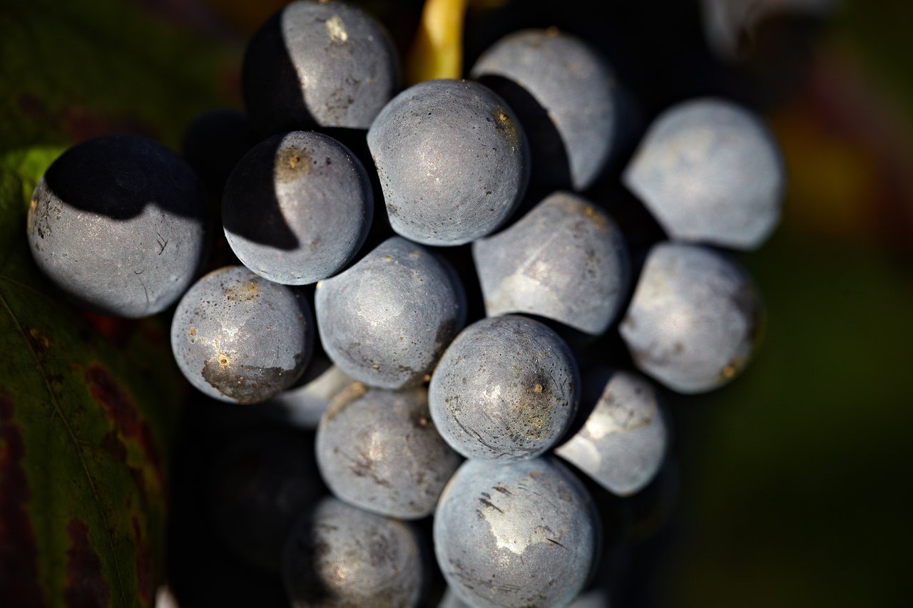 Le Pinot Noir, riche en composés aromatiques