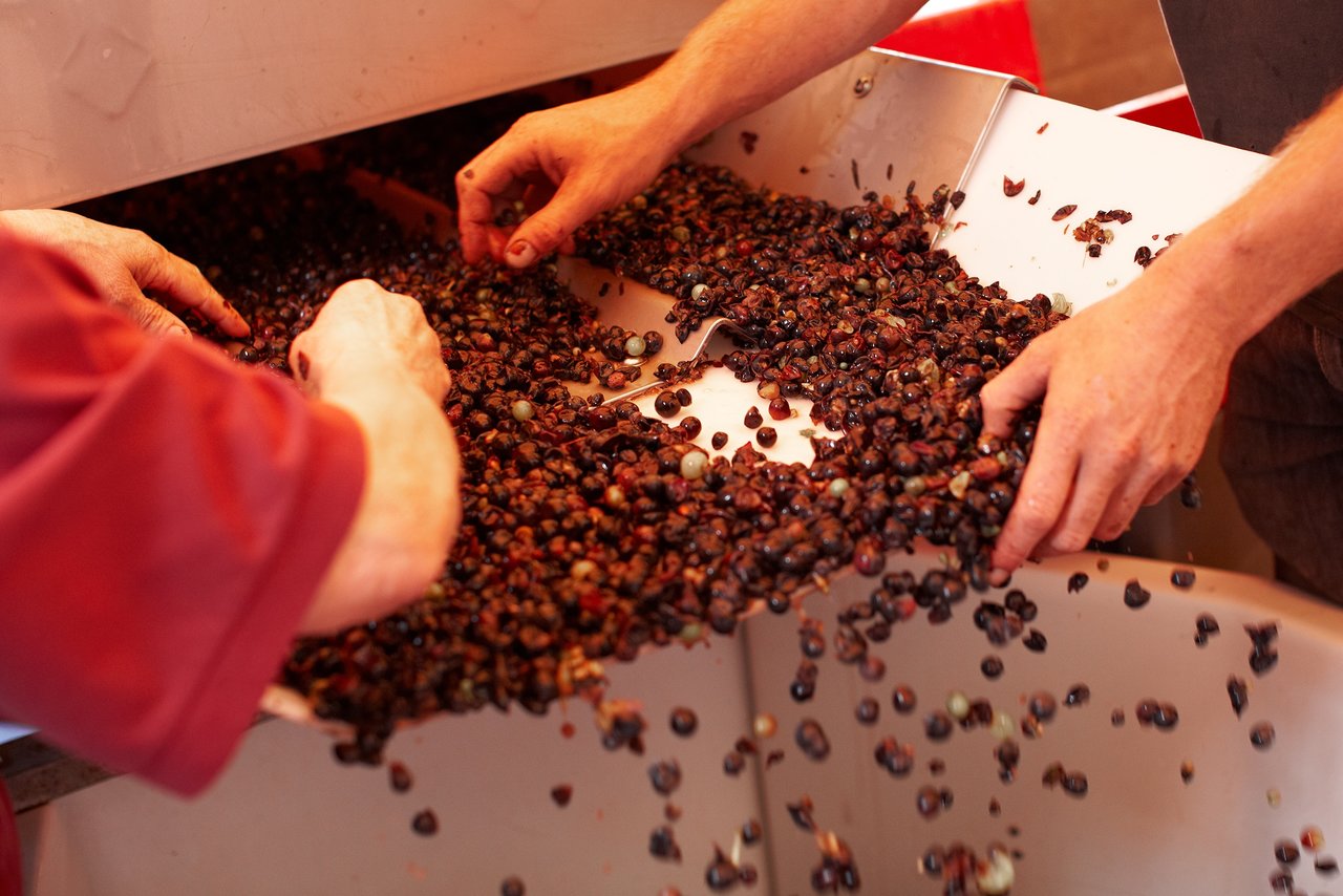 Meticulously sorting berries