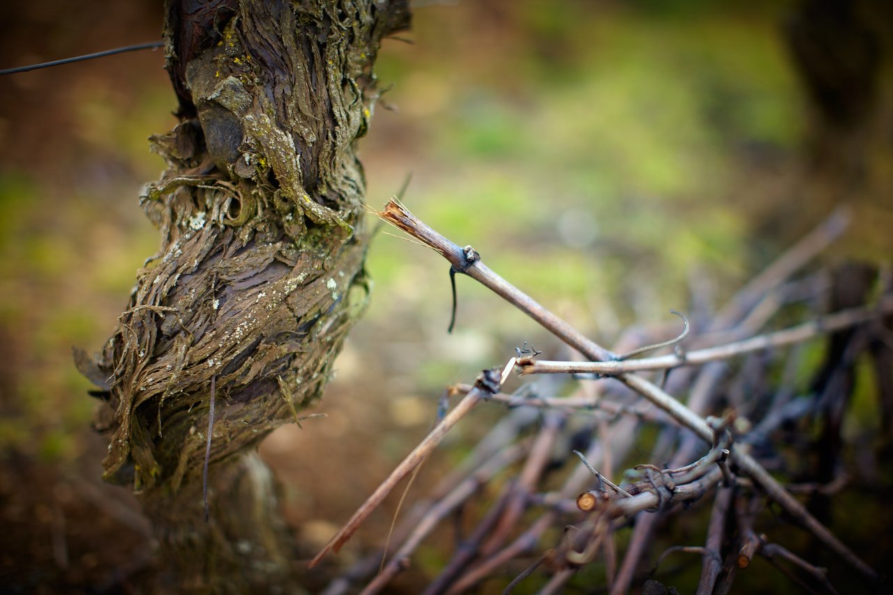 Using age-old Pinot Noir vines