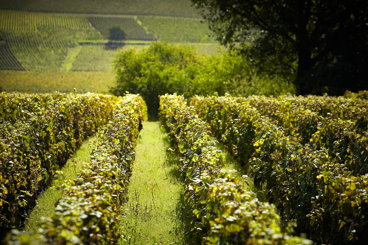 Equilibrium between soil and vines